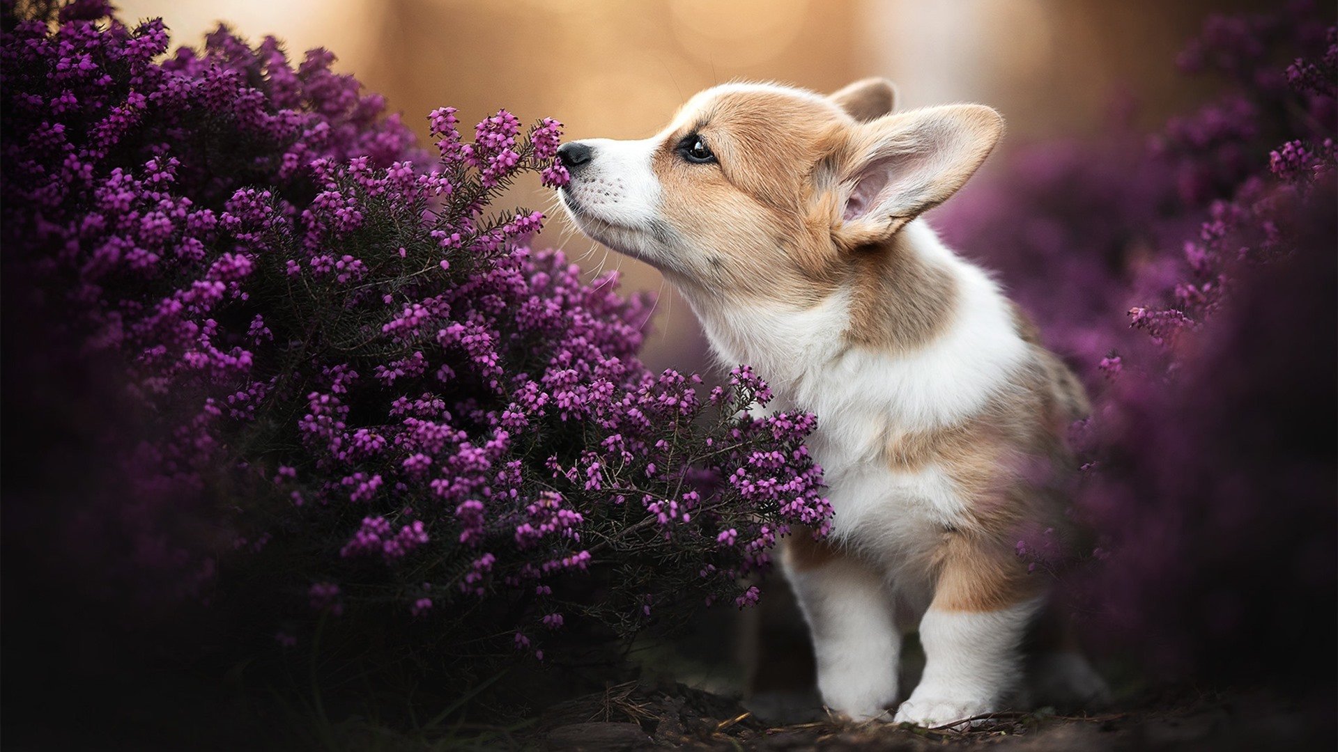 “泥泞冲刺:雨后赛道上的疯狂对决”,在雨后泥泞的道路上走