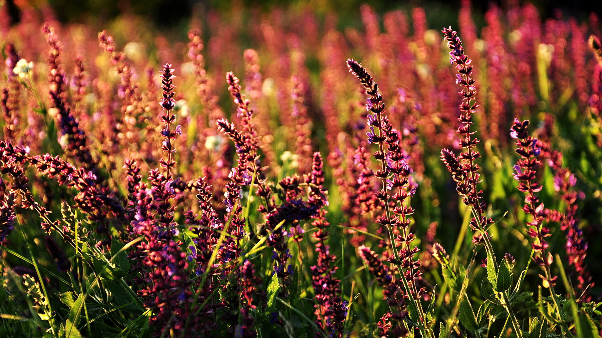 中国青少年篮球国际交流项目常态化，推动文化融合与合作，中国青少年篮球训练指导手册