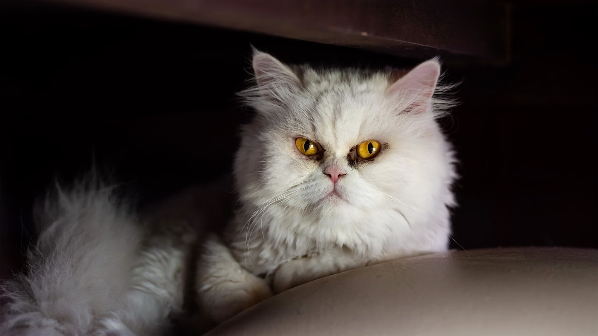 德甲精彩集锦,关键扑救挽救球队命运,德甲对抗