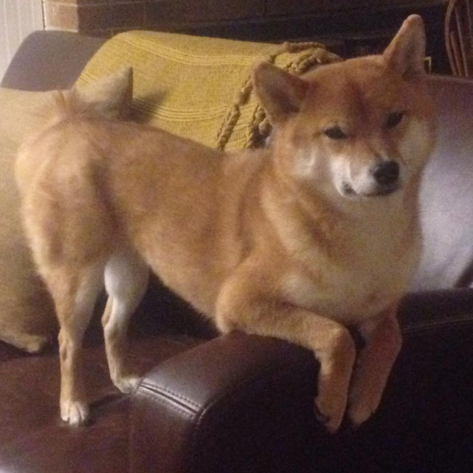 爱游戏 电竞-特色篮球文化走出校园，进入基层社区，推动全民健身新局面，学校篮球文化