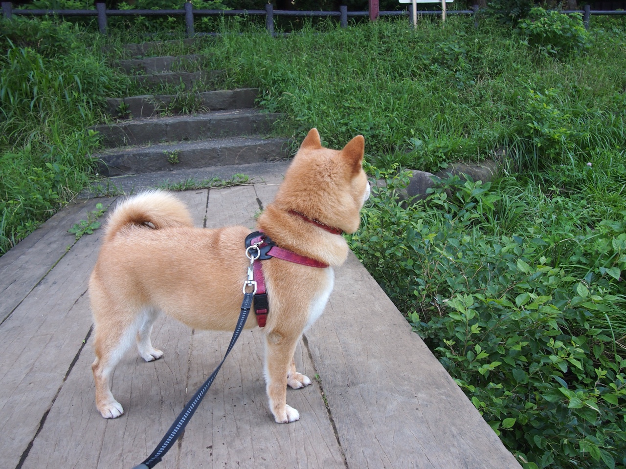 爱游戏登录入口-美国男足在巴黎奥运会比赛中以2-0战胜日本，美国男足进入东京奥运会