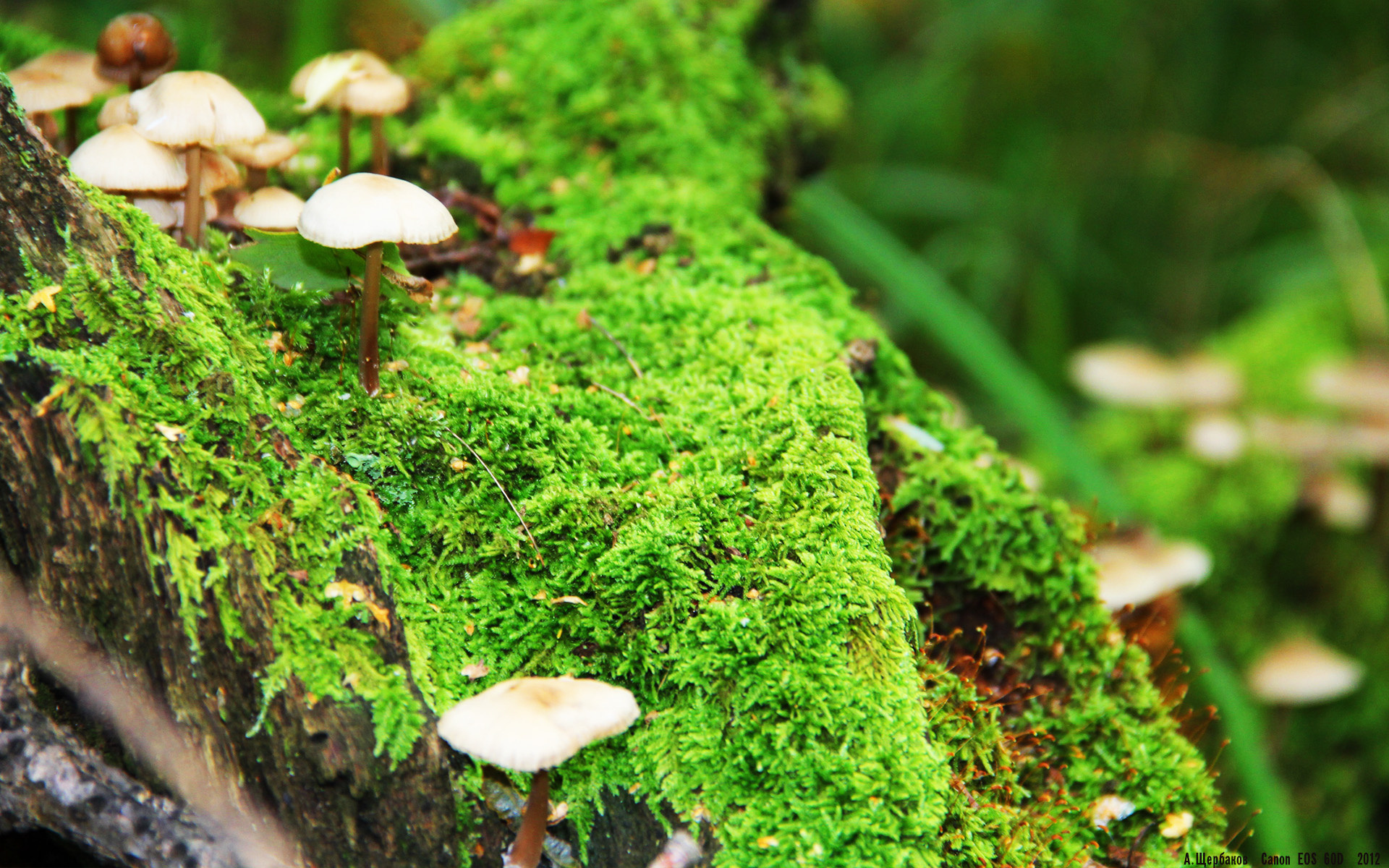 世界巨星将在篮球国际赛事中交锋，世界巨星将在篮球国际赛事中交锋吗