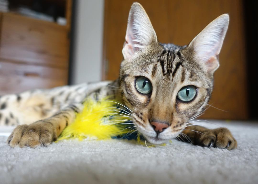 日本马术协会与科技公司合作,开发虚拟现实训练平台,提升骑手技能。