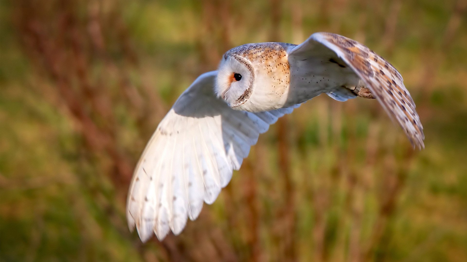 史上最精彩的Opta统计分析：这些数据告诉你什么？，opt算法例题解析