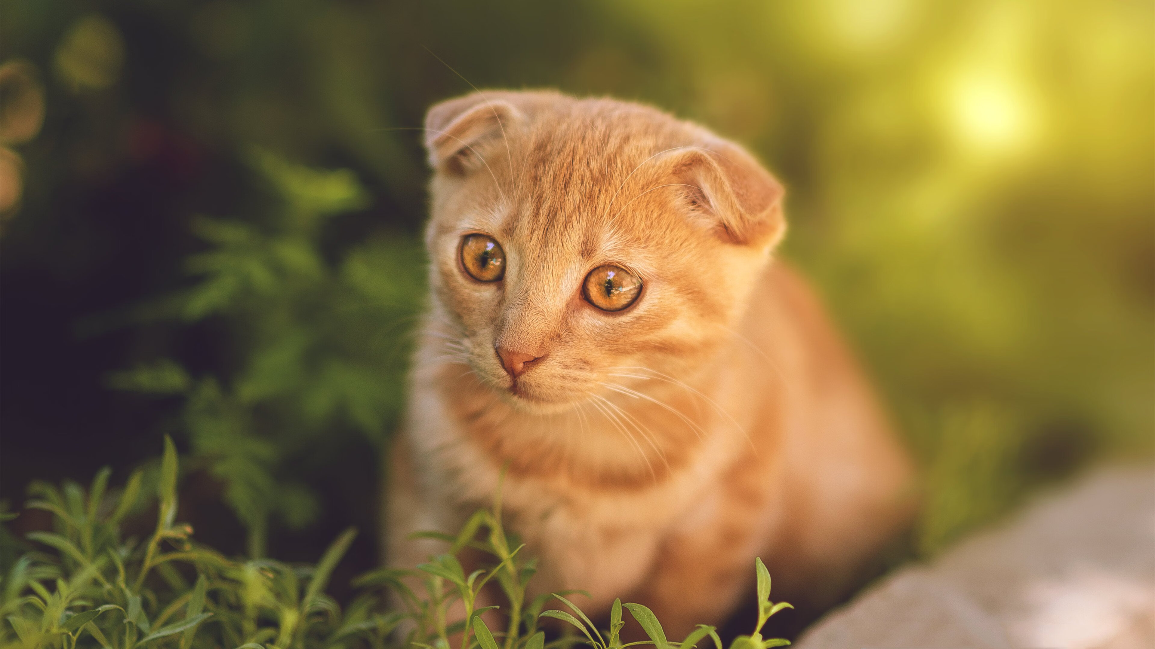 日本队积极调整状态迎接淘汰赛，日本队集锦