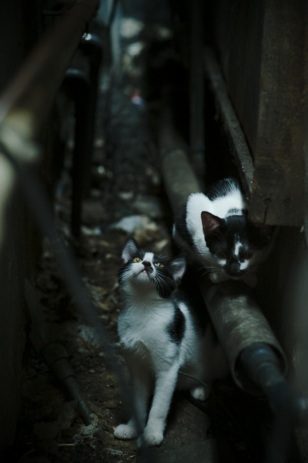 泥泞冲刺：泥地赛段中车手的极速较量，泥泞汽车