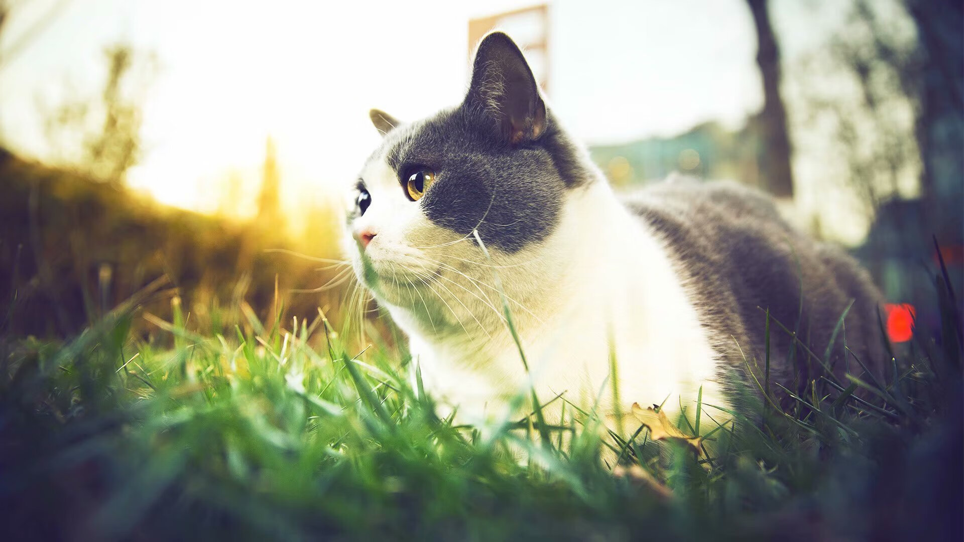 科比单场81分,三十年前的奇迹至今难忘!,科比单场81分数据统计