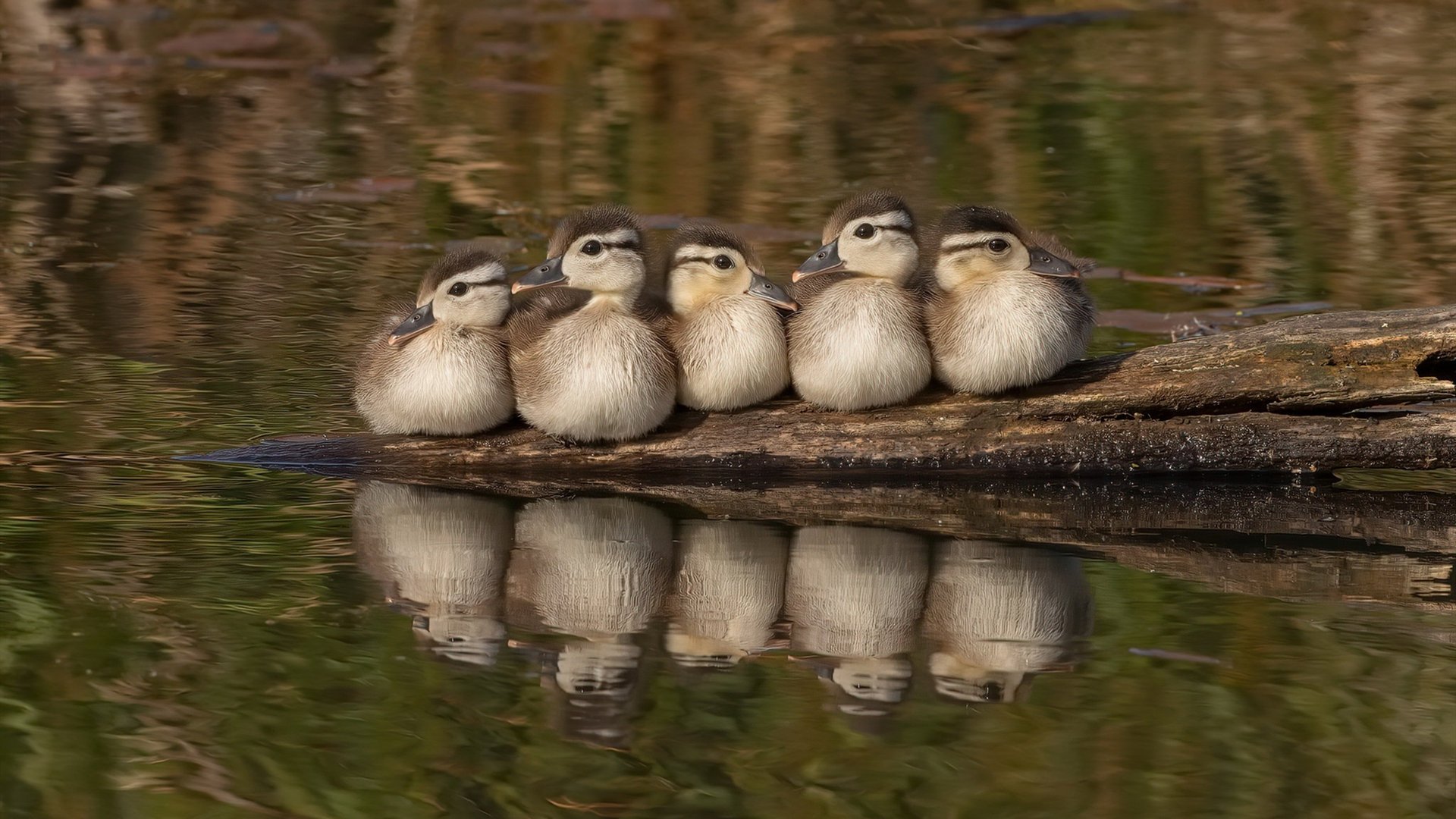 篮球青少年比赛积分排名系统升级完善，青少年篮球赛怎么分年龄