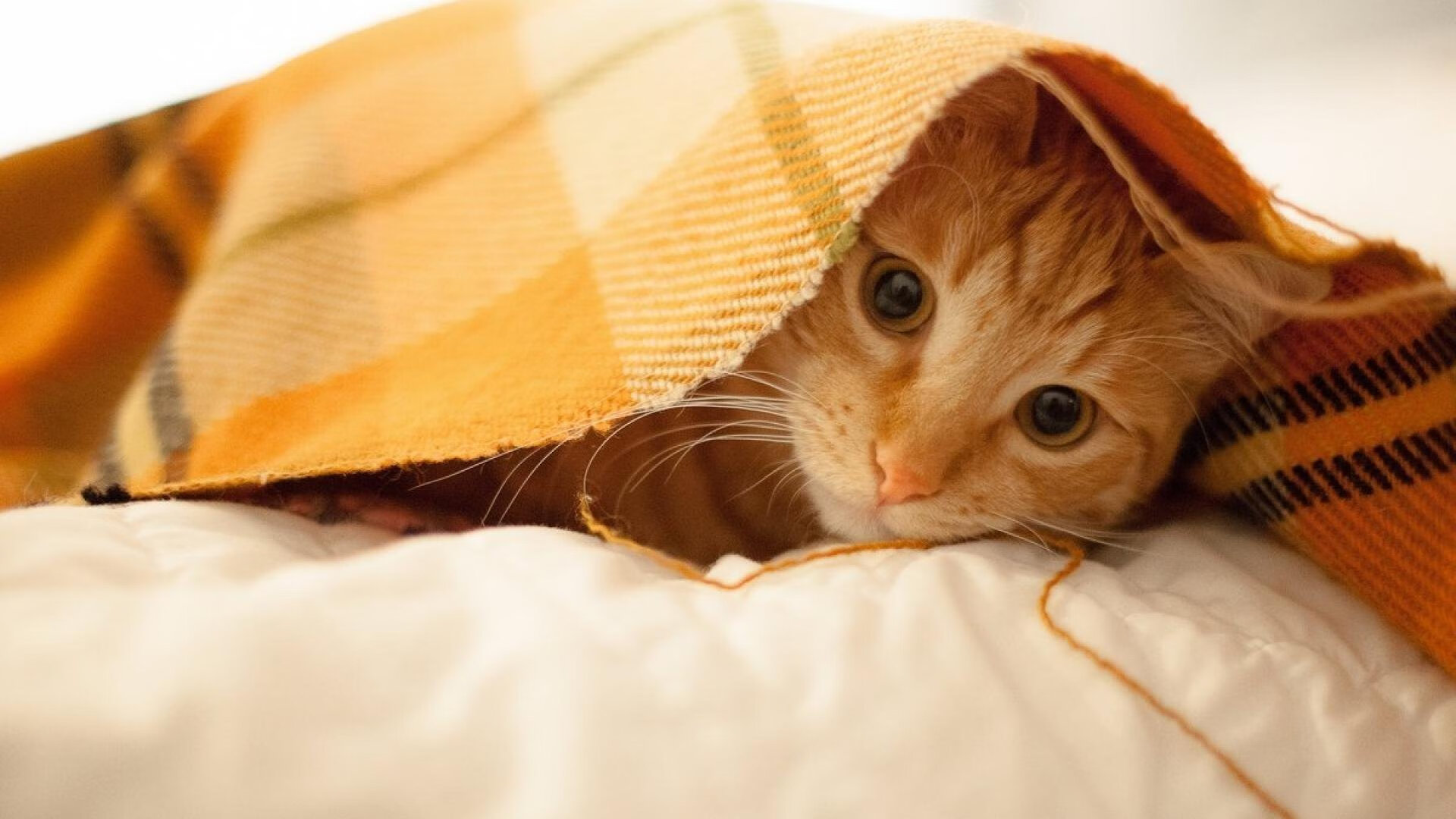 中国篮球职业联赛裁判员执法能力提升方案，中国篮协篮球裁判员等级证书