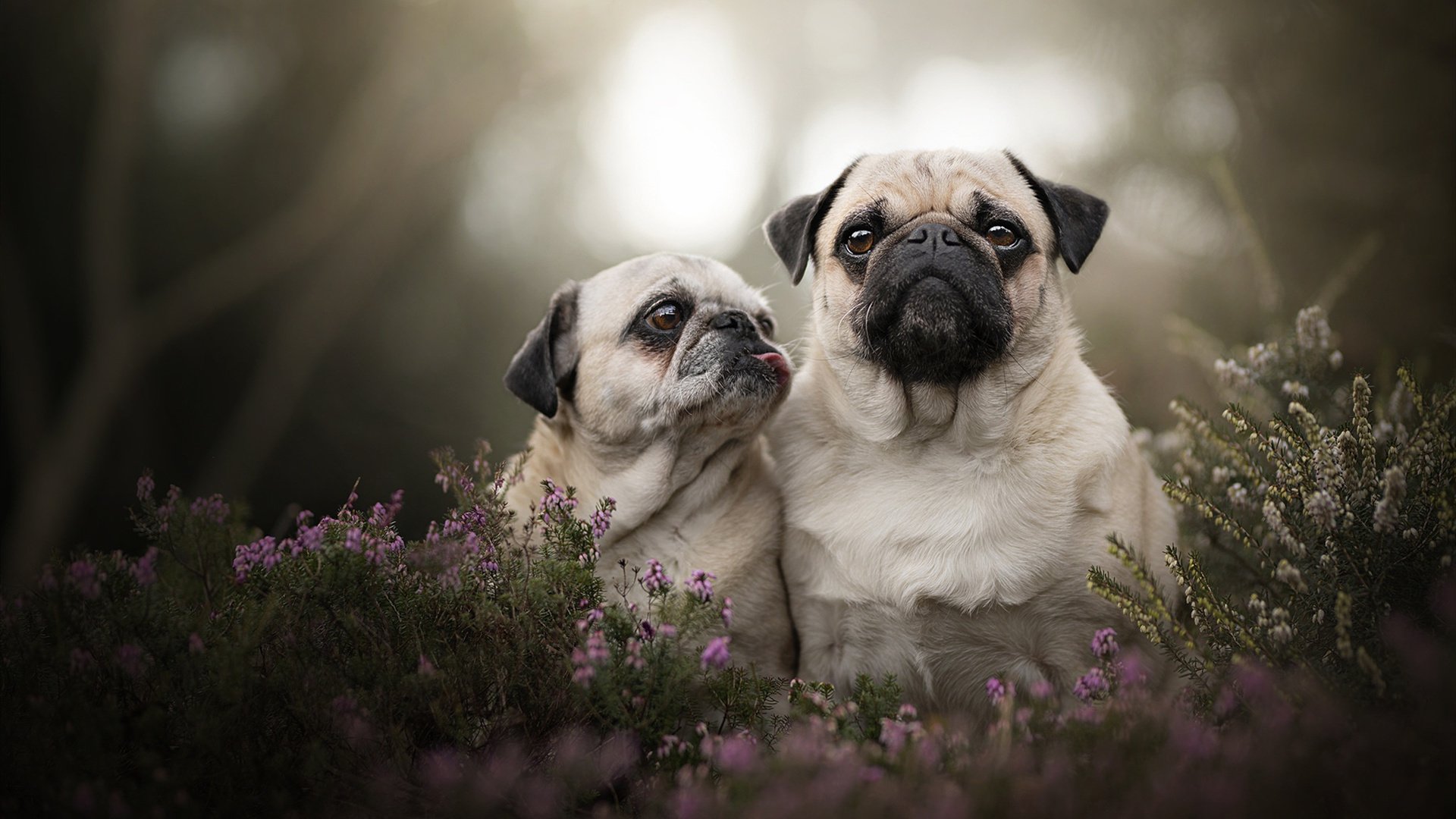 中国篮球联赛观众消费行为及偏好分析，中国篮球群众基础