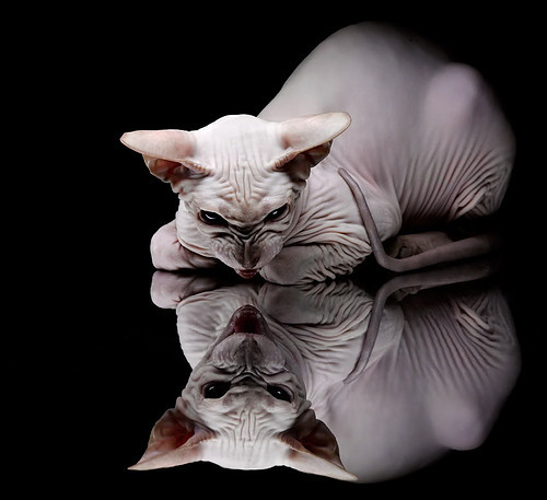 篮球专项耐力训练体系构建与应用研究,篮球耐力素质