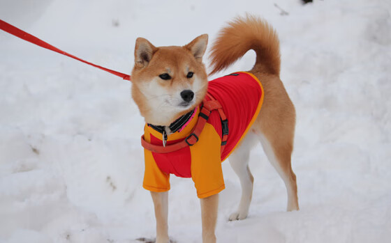 NBA官方公布月度最佳球员,塔图姆与约基奇当选,2021nba月最佳球员