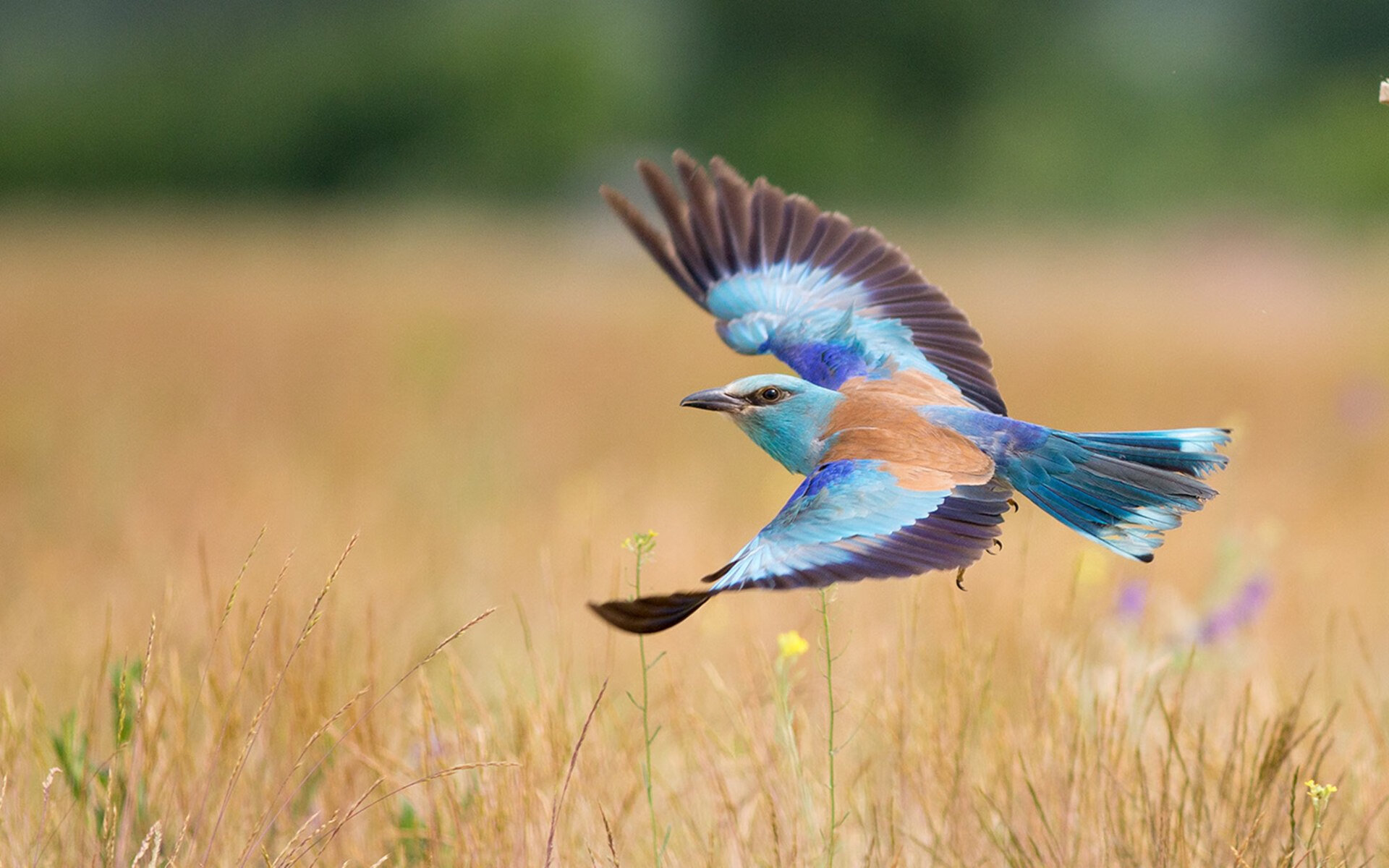 中超裁判视频助理系统应用成效显著,中超裁判执法情况