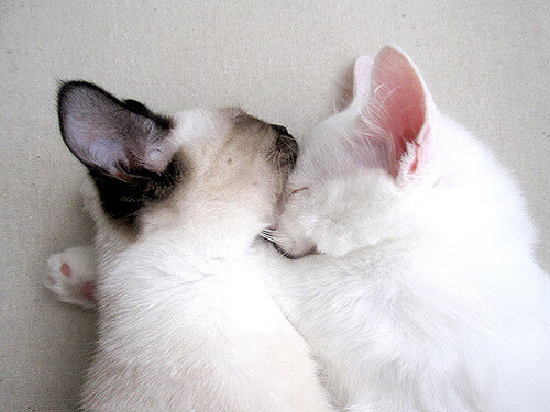 切尔西击败亚特兰大,晋级欧冠八强,切尔西欧冠亚军