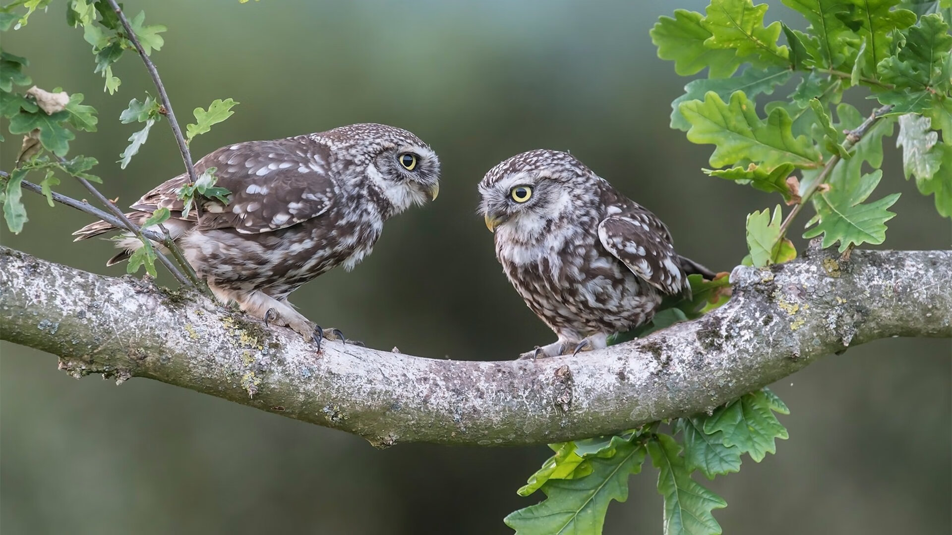 爱游戏登录入口-尼斯后场稳固防守撑起比赛防线，尼斯主场