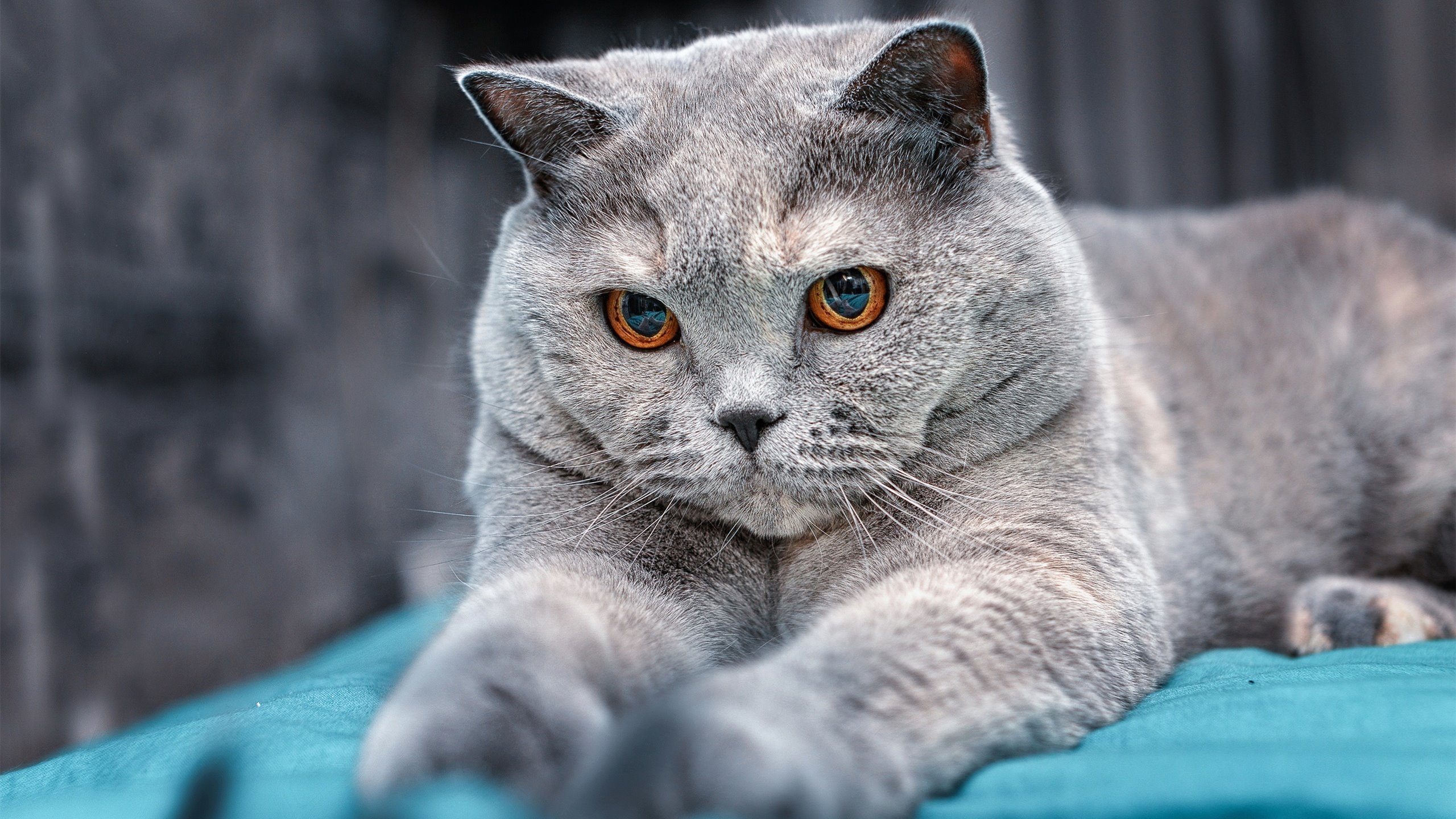 塞维利亚主场2-0战胜赫塔费,继续领跑西甲积分榜,西甲塞维利亚vs塞尔塔