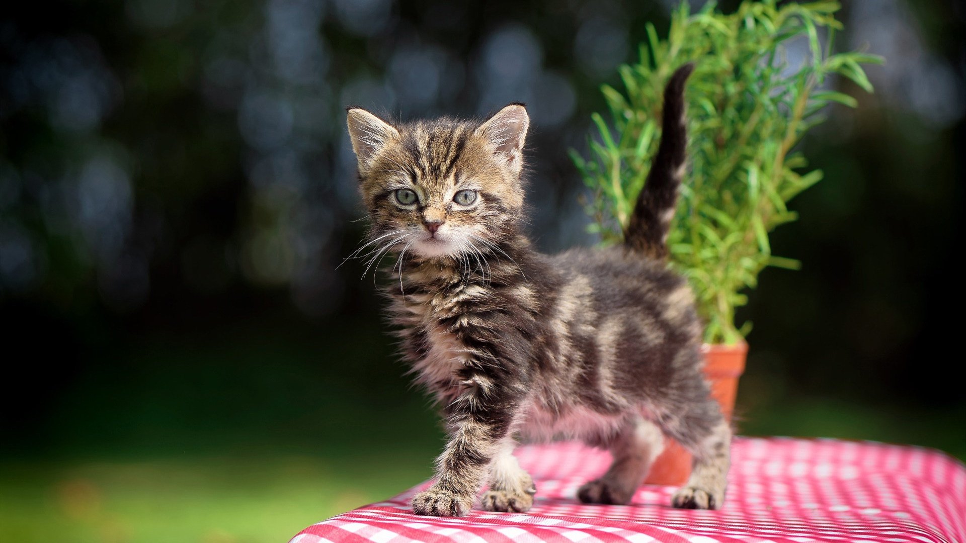 爱游戏官网-墨尔本联比赛节奏控制稳定，墨尔本超级联赛