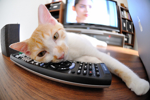 巴西男排强势夺冠,世界联赛中零失误封王,巴西男排队员名单