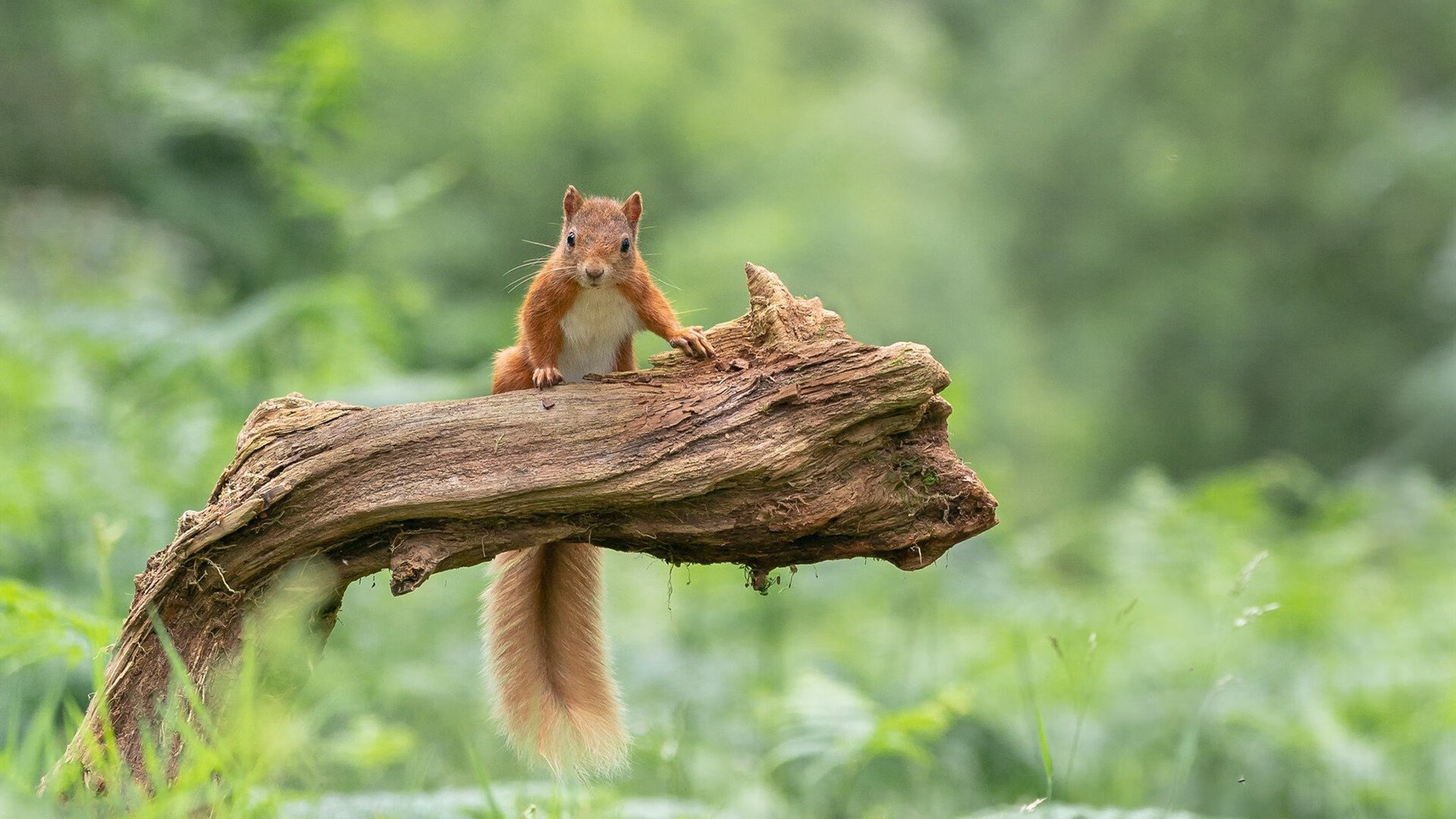 意外田径比赛裁判终止比赛引风波，田径比赛中竞赛裁判由哪几个裁判组成