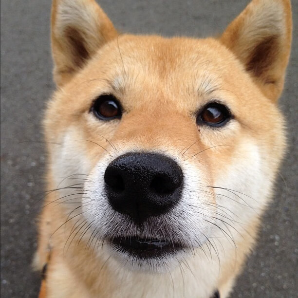 女子橄榄球崛起挑战男子主导地位,女子橄榄球战绩