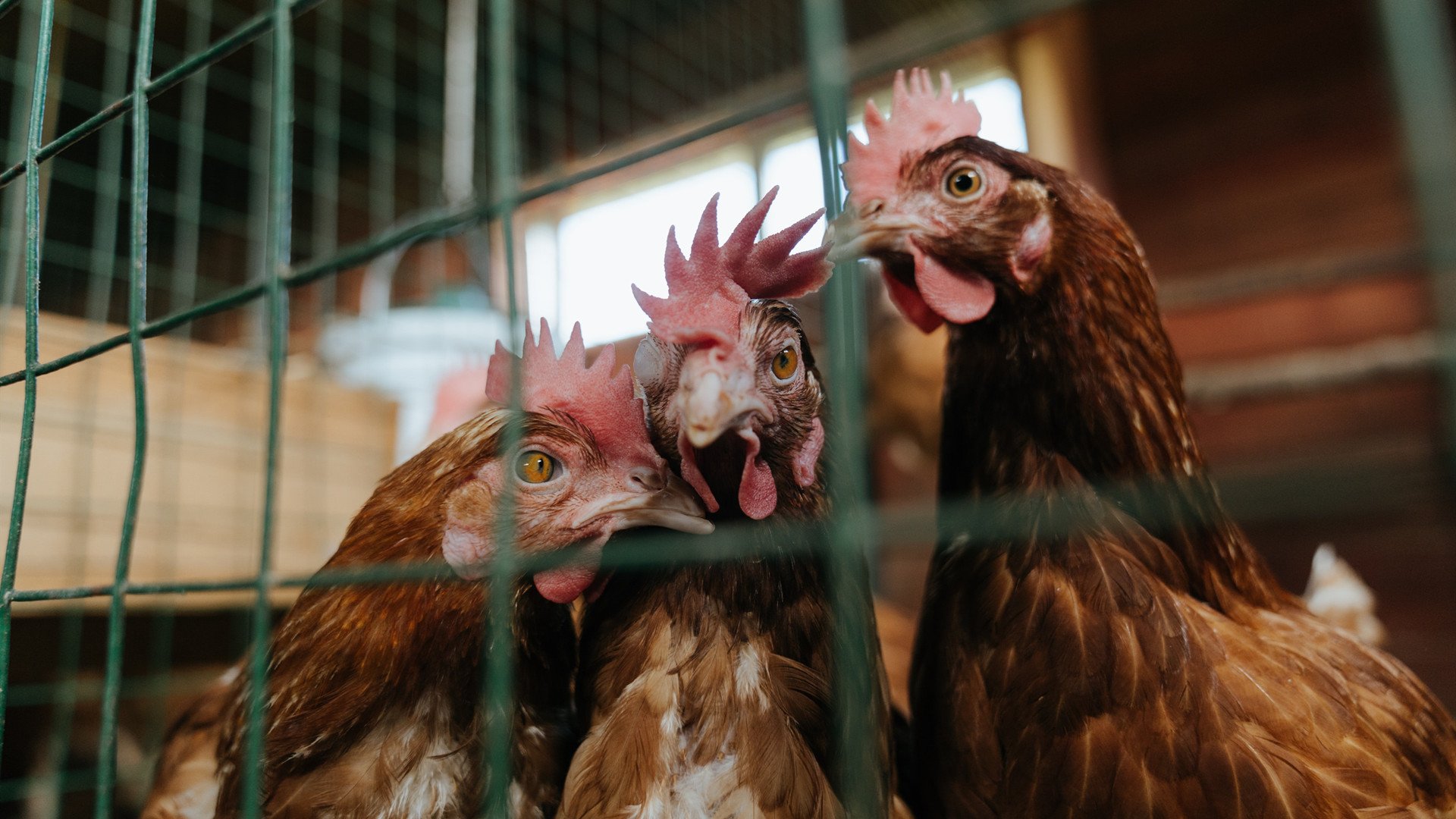 福特:出色的防守和灵活的突破,成为全黑队的关键战术元素,福特黑武士价格图片
