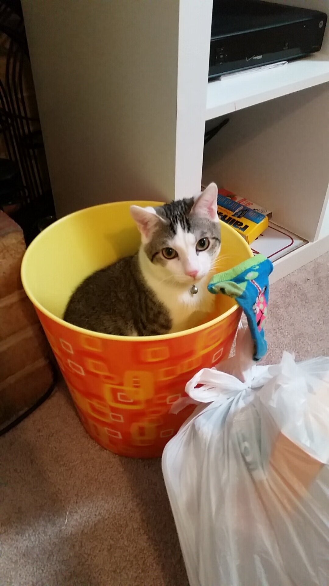 蝶泳选手划幅优化,后程爆发力增强,蝶泳划手动作