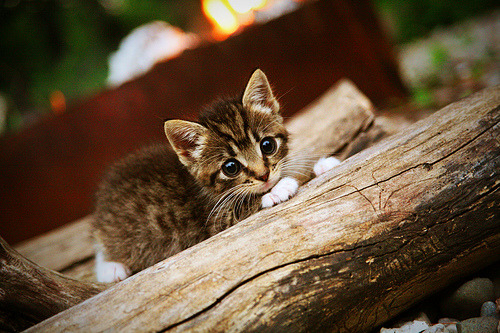 中国三人篮球男队积极完善技术动作,中国三人篮球男队战绩