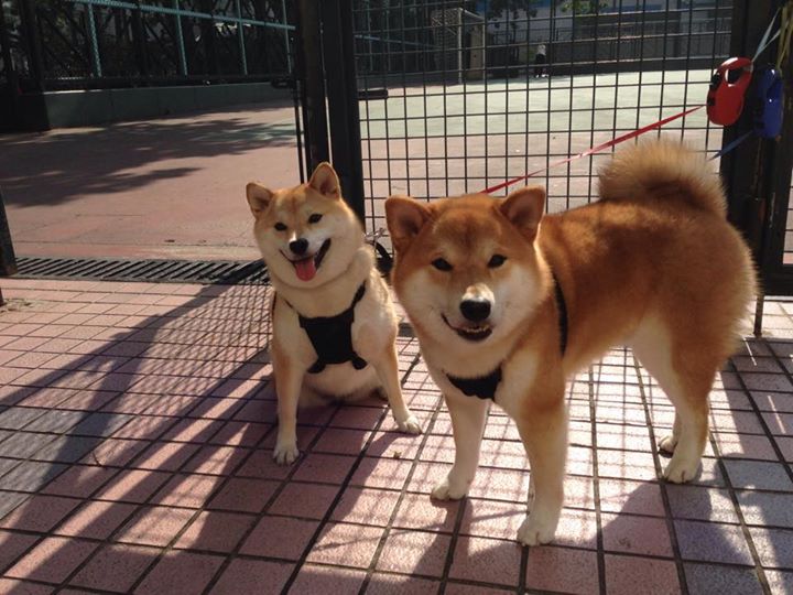 乒乓球赛事中首次应用智能实时分析,乒乓球比赛分析软件